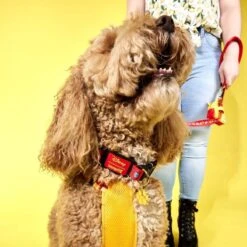 LOUNGEFLY Winnie The Pooh Dog Collar 9 LOUNGEFLY Winnie The Pooh Dog Collar -Animation Bag Store IeNbgMGqPQ2FVmeIYKHbty53sqRDeA6VzBCDnofO